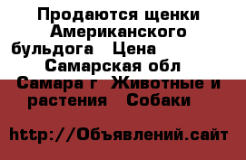 Продаются щенки Американского бульдога › Цена ­ 30 000 - Самарская обл., Самара г. Животные и растения » Собаки   